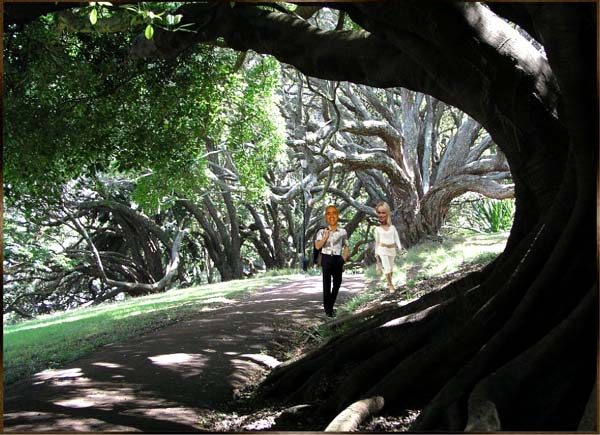 ...doch mit dieser schönen und Aufnahme mit phantastisch anmutenden alten Bäumen als letztes Foto verließen wir den Albert Park.
