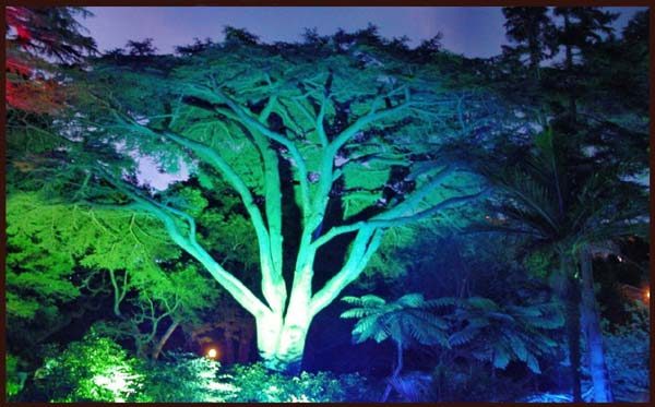 Nachtbeleuchtung im Botanischen Garten von Wellington